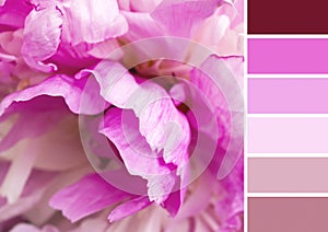 PeonyÂ colour palette with complimentary swatches